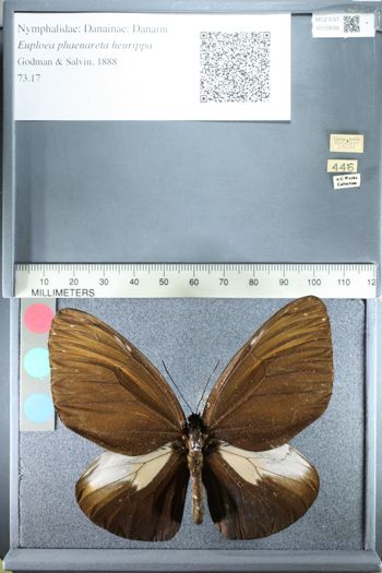 Media type: image;   Entomology 159056